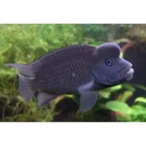 lionhead-cichlid Lionhead Cichlid
