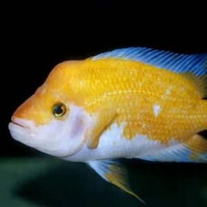 midas-cichlid Midas Cichlid