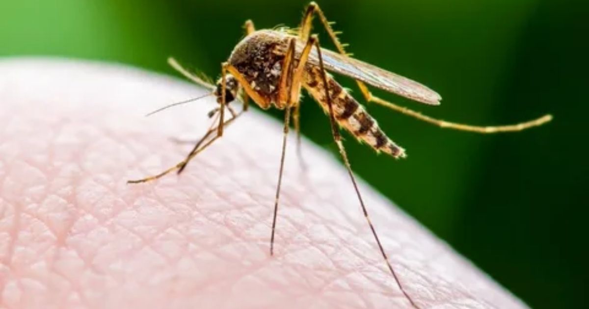 Mosquito Bites: Causes, Symptoms, and Treatment