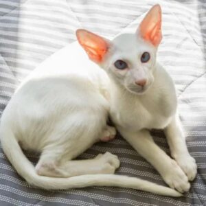 Oriental Shorthair cats