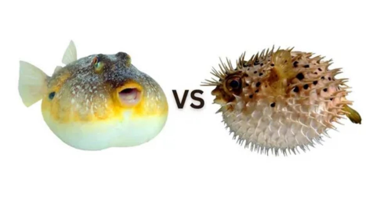 Pufferfish vs. Blowfish: What’s the Difference?