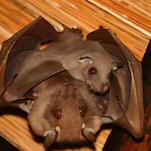 Slow Reproduction Rates