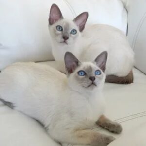 Tonkinese cats