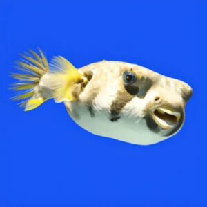What Are Blowfish