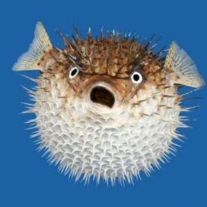 What Are Pufferfish