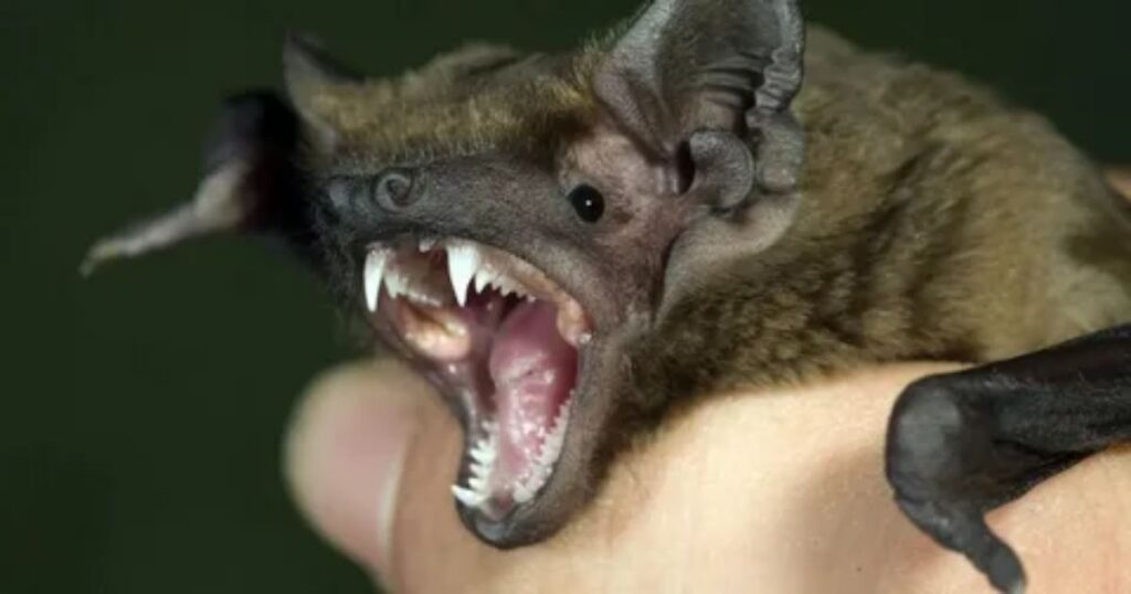What Does a Bat Bite Look Like