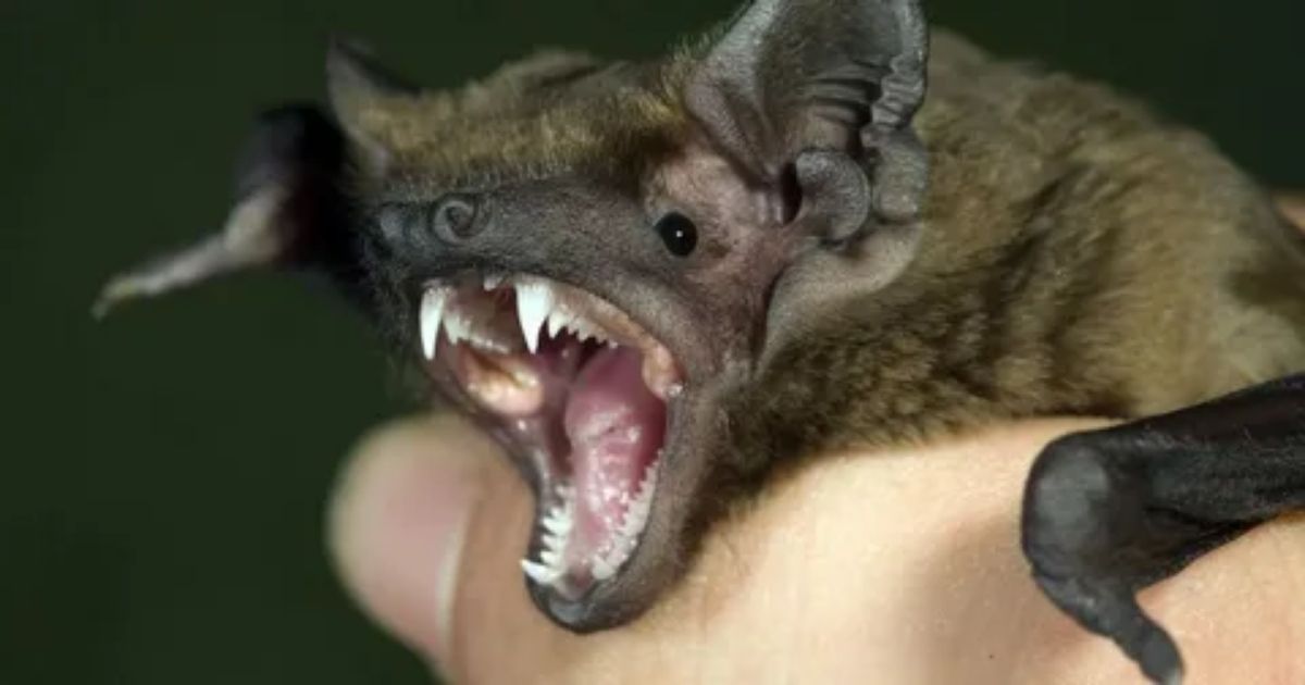 What Does a Bat Bite Look Like