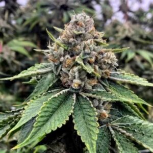 Animal Face Strain Growing Information