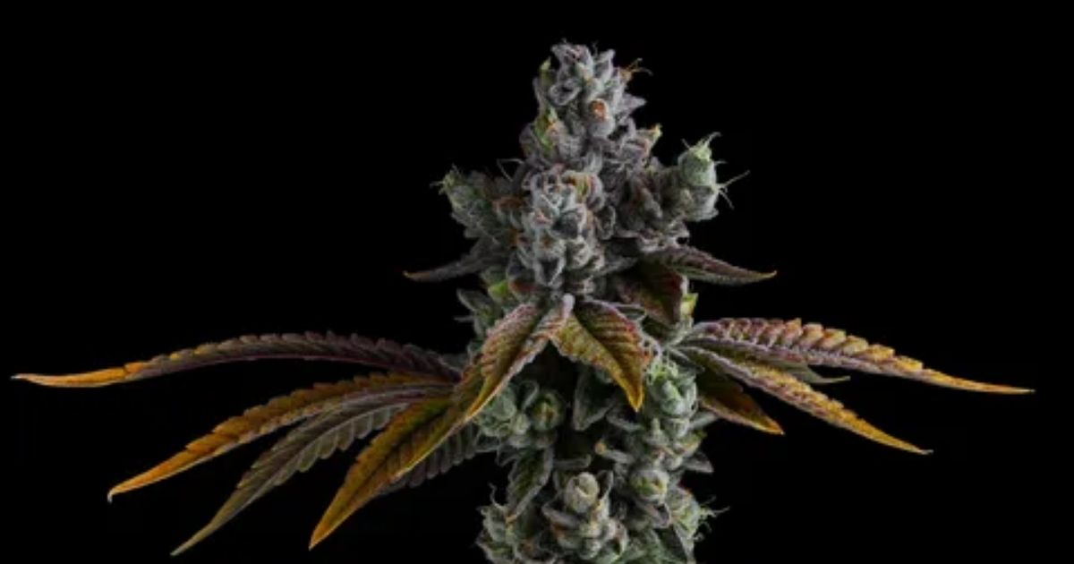 animal face strain